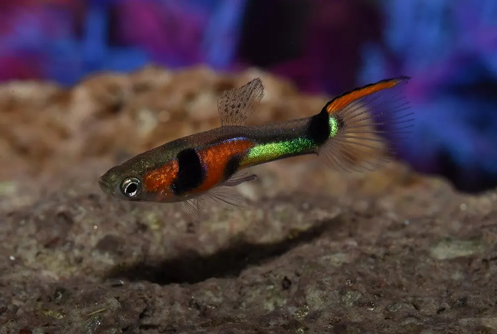 Poecilia Wingei collected from the Campoma bridge location in Venezuela by Philderodez