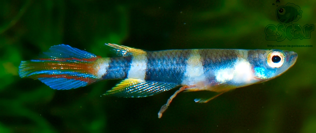 Epiplatys annulatus: kleine, slanke killivis in zijaanzicht met brede donkere dwarsbanden afgewisseld door lichte banden, iriserend blauw lichaam, helder blauw oog, blauwige staartvin met verlengde lobben en geeloranje ongepaarde vinnen, tegen een donkergroene onscherpe achtergrond.