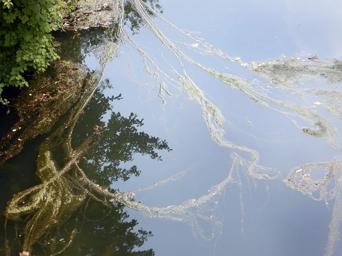 Lange, lichtgroene slierten draadalg drijven in banen op het wateroppervlak naast een oever.