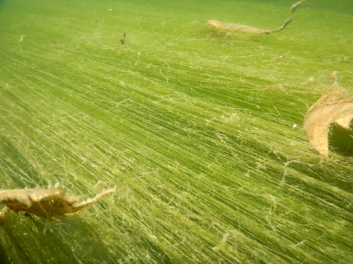 Dichte groene draadalg hangt als lange, fijne draden onder water.