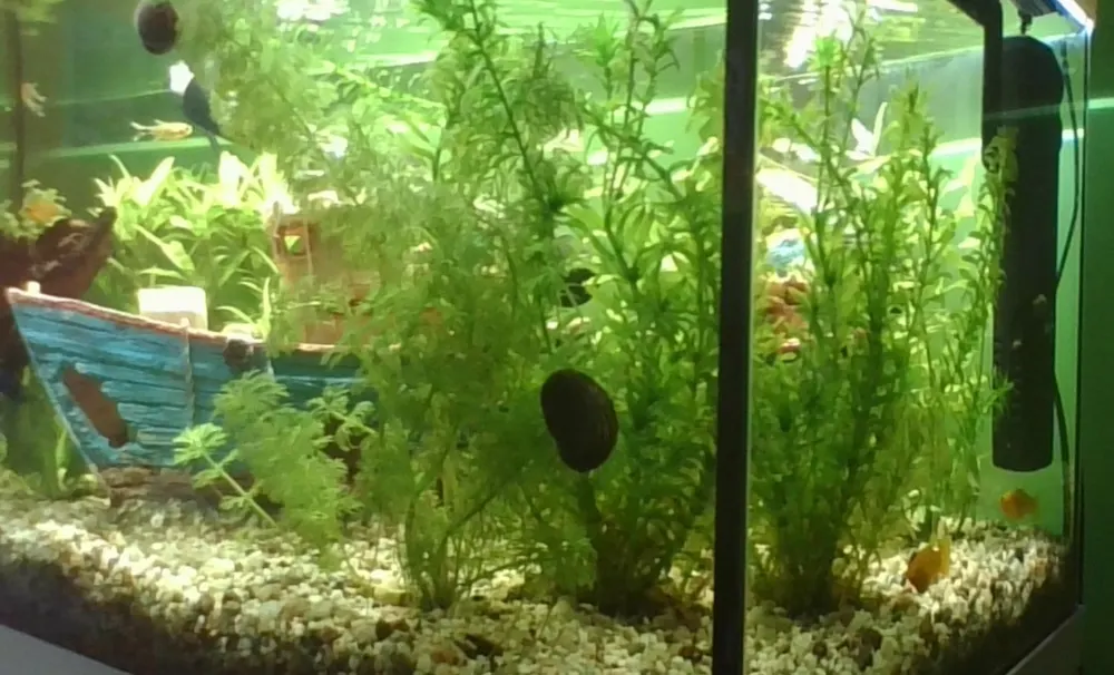 Aquarium met waterplanten en een binnenfilter tegen de achterwand.