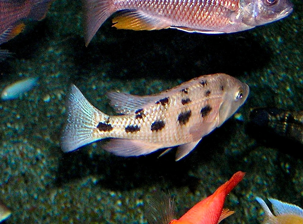Fossorochromis rostratus: lichte, zandkleurige cichlide met een langgerekte snuit en rijen grote, onregelmatige zwarte vlekken op de flank, zwemmend boven een zandbodem tussen andere cichliden.