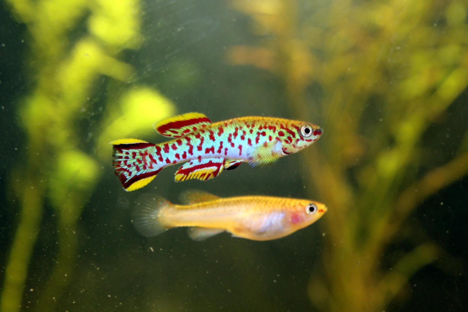 Fundulopanchax gardneri: een mannetje met een lichtblauwgroen lichaam vol rode stippen en rugvin, aarsvin en staartvin met een rode band en een gele rand, boven een effen goudgeel vrouwtje, voor wazige groene waterplanten.