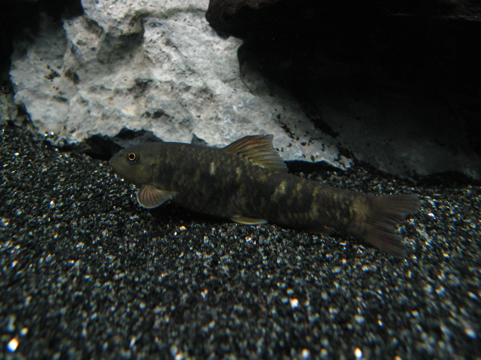 Garra rufa (doktersvis) rust op donker zand tussen stenen in een aquarium; de zuigmond onder de kop en het gevlekte olijfbruine lichaam zijn goed te zien.