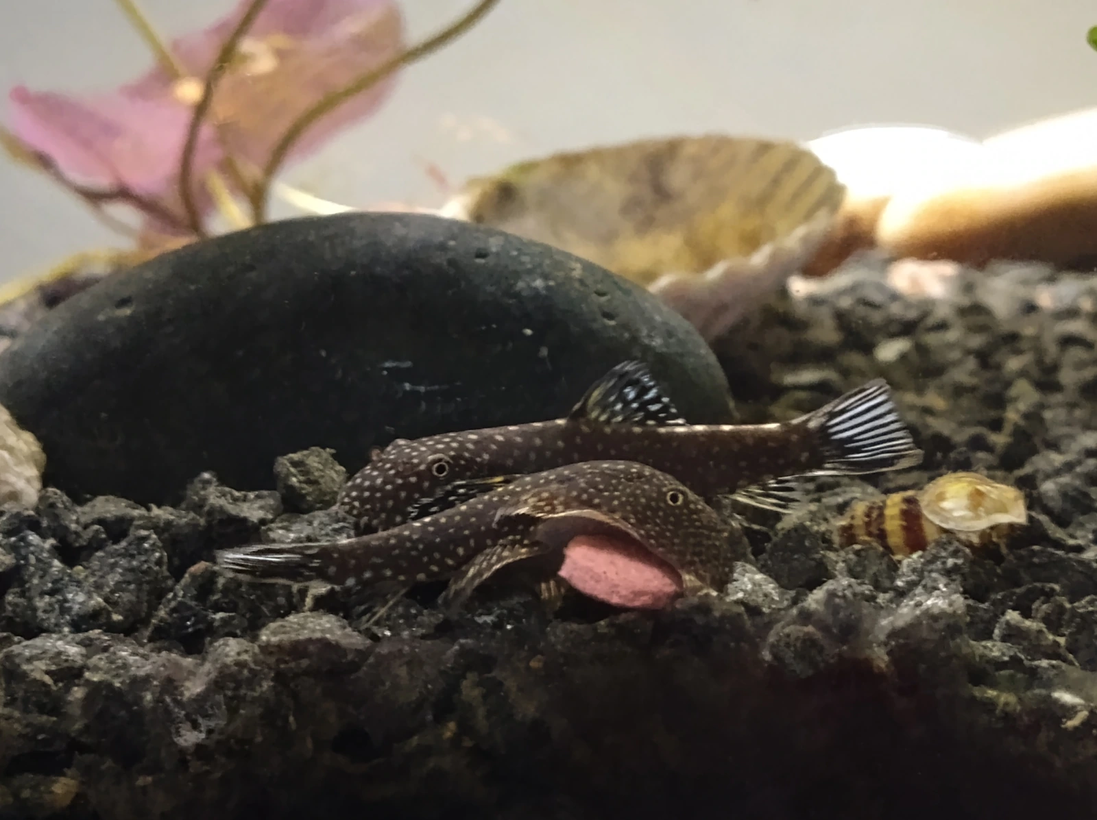 Gastromyzon ctenocephalus, twee dieren op donker grind in een aquarium: donkerbruin lijf met fijne crème stippen, gestippelde rugvin en blauwwit gestreepte staart.