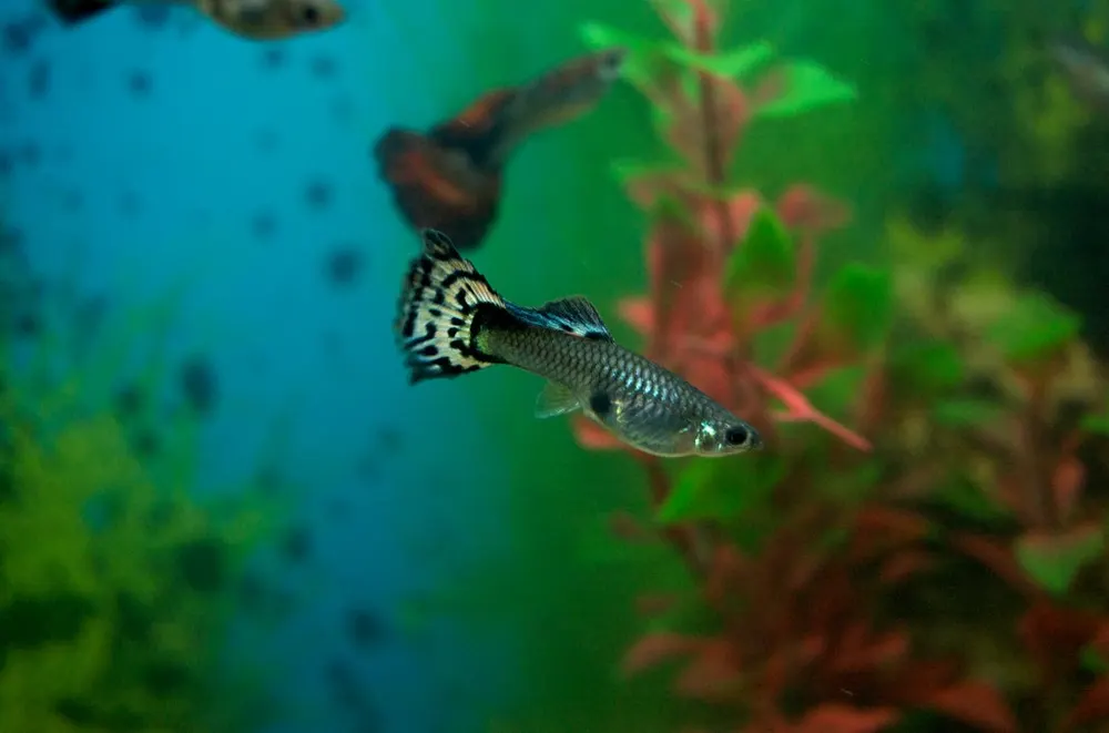 Twee guppen tussen de beplanting van een aquarium.