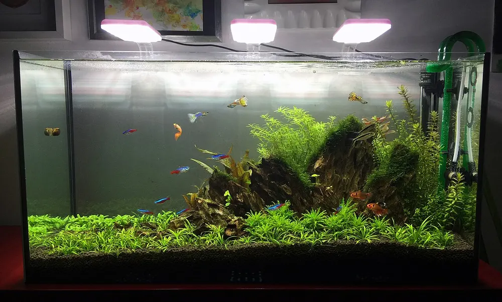 Las lámparas led aportan estética al acuario a la vez de una reducción de consumo eléctrico