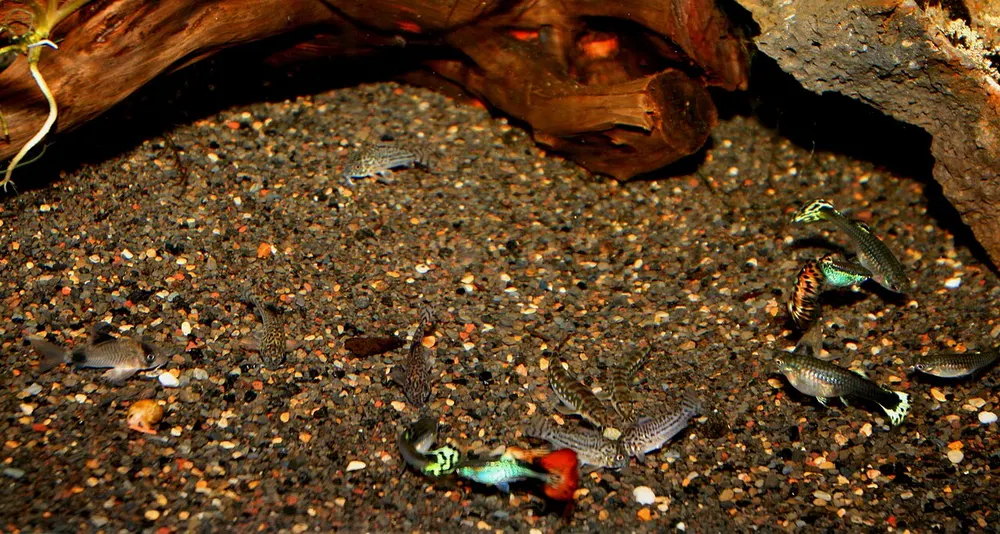 6 Corydoras julii, 2 Corydoras panda, 6 guppy (Poecilia reticulata) and 2 Schistura sp. "Crimson"