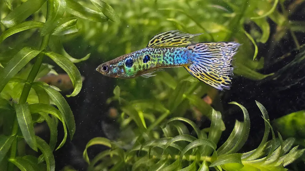 Poecilia reticulata - Guppy, male, cobra-green color morph