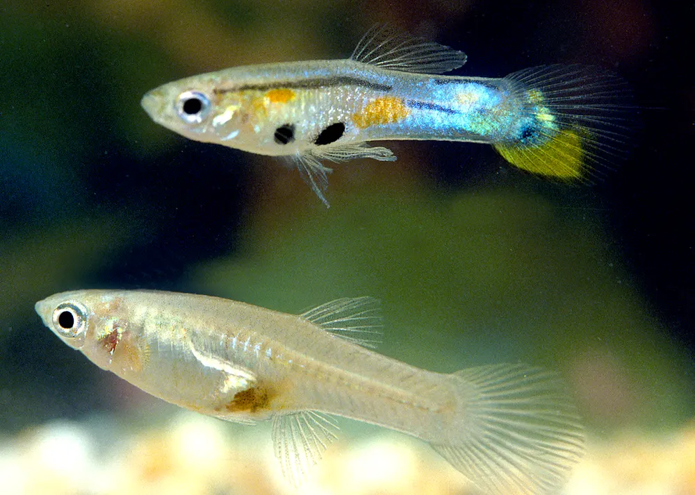 The Trinidadian guppy (Poecilia reticulata), male (above), and female (below).