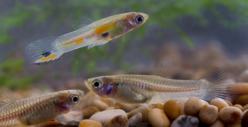 Wild guppies (Poecilia reticulata). Male above, and 2 females below.