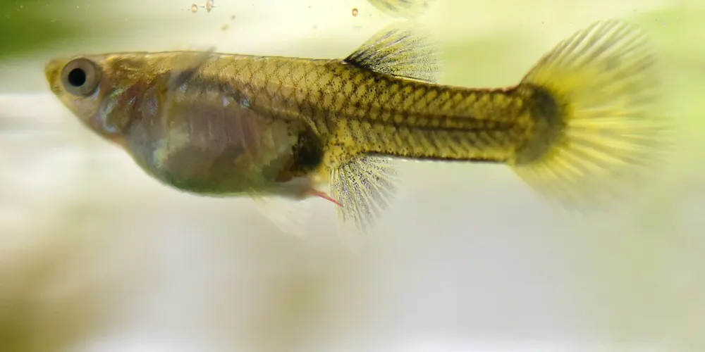 Female Guppy (Poecilia reticulata) with Camallanus cotti, a parasitic nematode