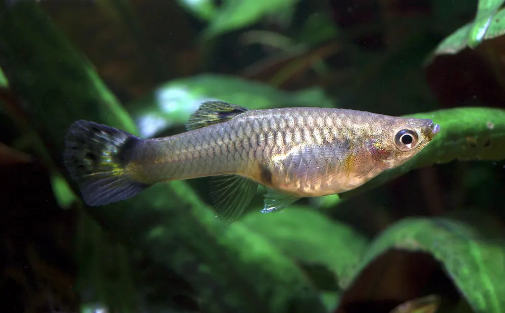 Millionfish or Guppy (female), Poecilia reticulata, Family: Poeciliidae