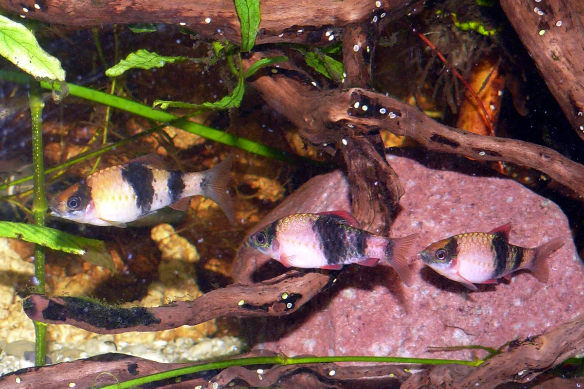 Haludaria fasciata (melon barb): drie vissen met een zalmroze lijf, brede zwarte dwarsbanden en rode vinnen in een aquarium met hout, stenen en planten.