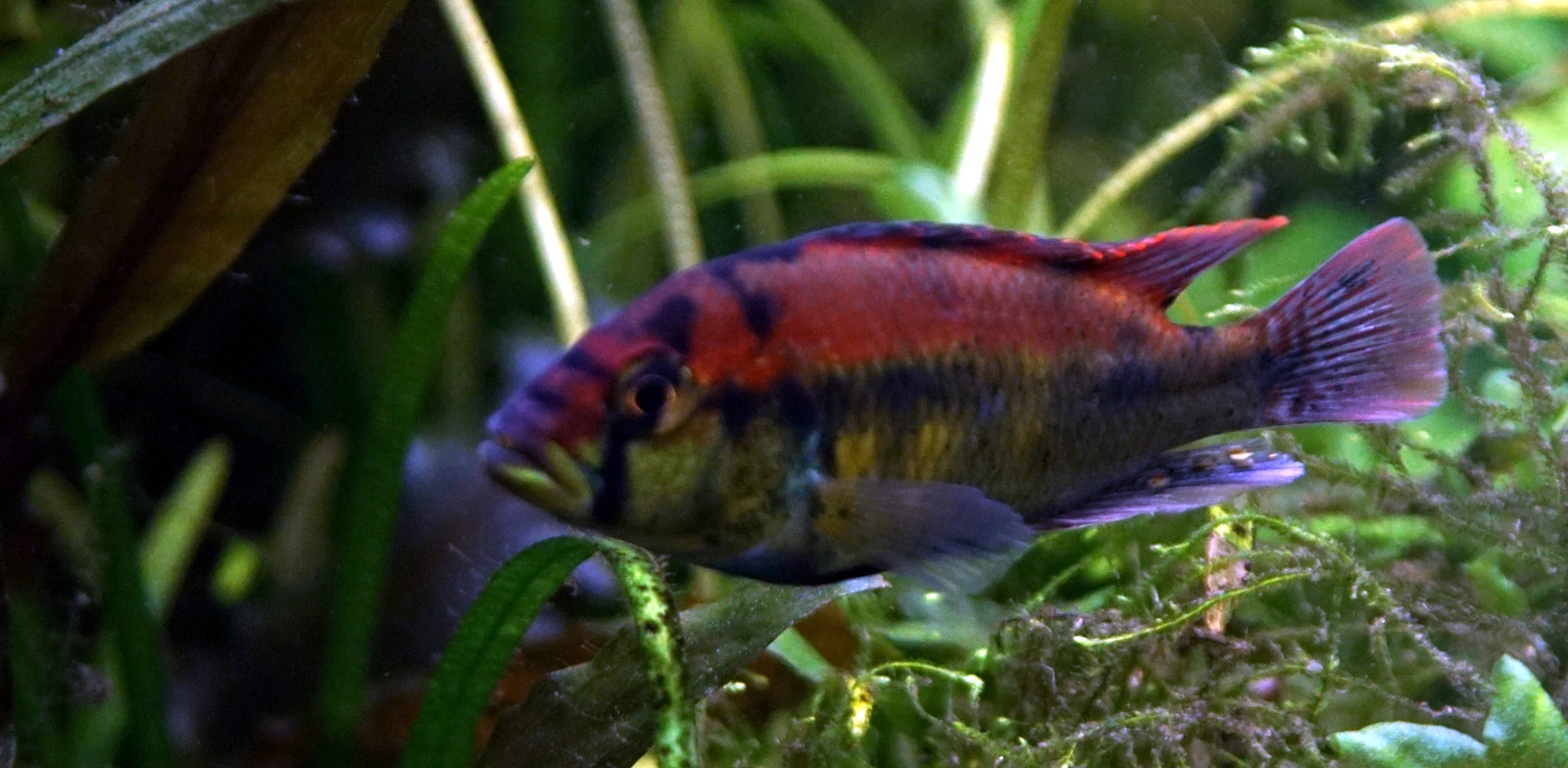 Haplochromis aeneocolor, mannetje met een rode rug en kop, geelgroene flanken met donkere banden en een zwarte borst, zwemmend tussen waterplanten en mos in een aquarium.