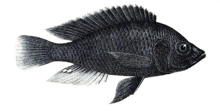 Haplochromis nubilus, historische tekening van een mannetje met donker lichaam, lichtere staartvin en eivlekken op de aarsvin (Boulenger, Fishes of the Nile).
