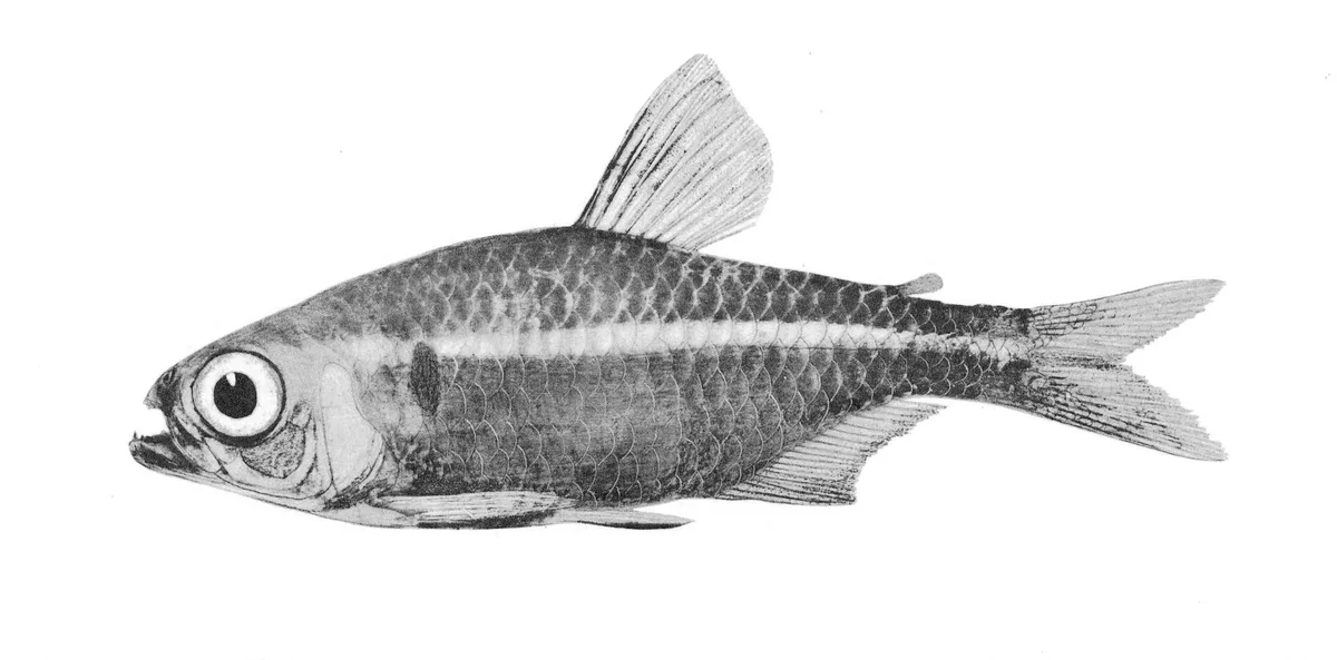 Hemigrammus coeruleus: zwart-witte wetenschappelijke illustratie in zijaanzicht, met schoudervlek, lichte lengteband en vetvin (Carl H. Eigenmann, 1917).
