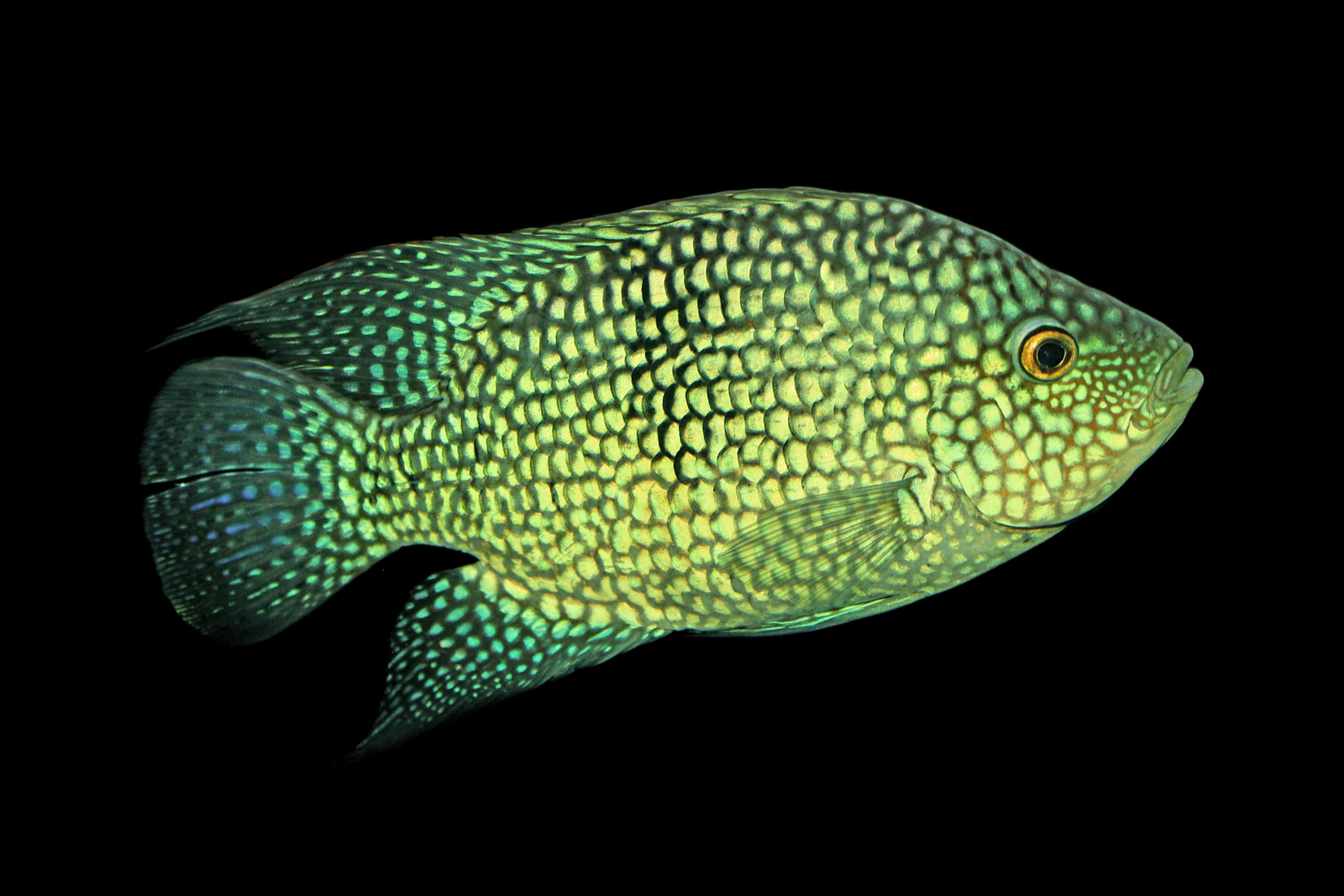 Herichthys carpintis (parelcichlide) van opzij, met het groengele, netvormige parelschubbenpatroon over lijf en kop tegen een donkere achtergrond.
