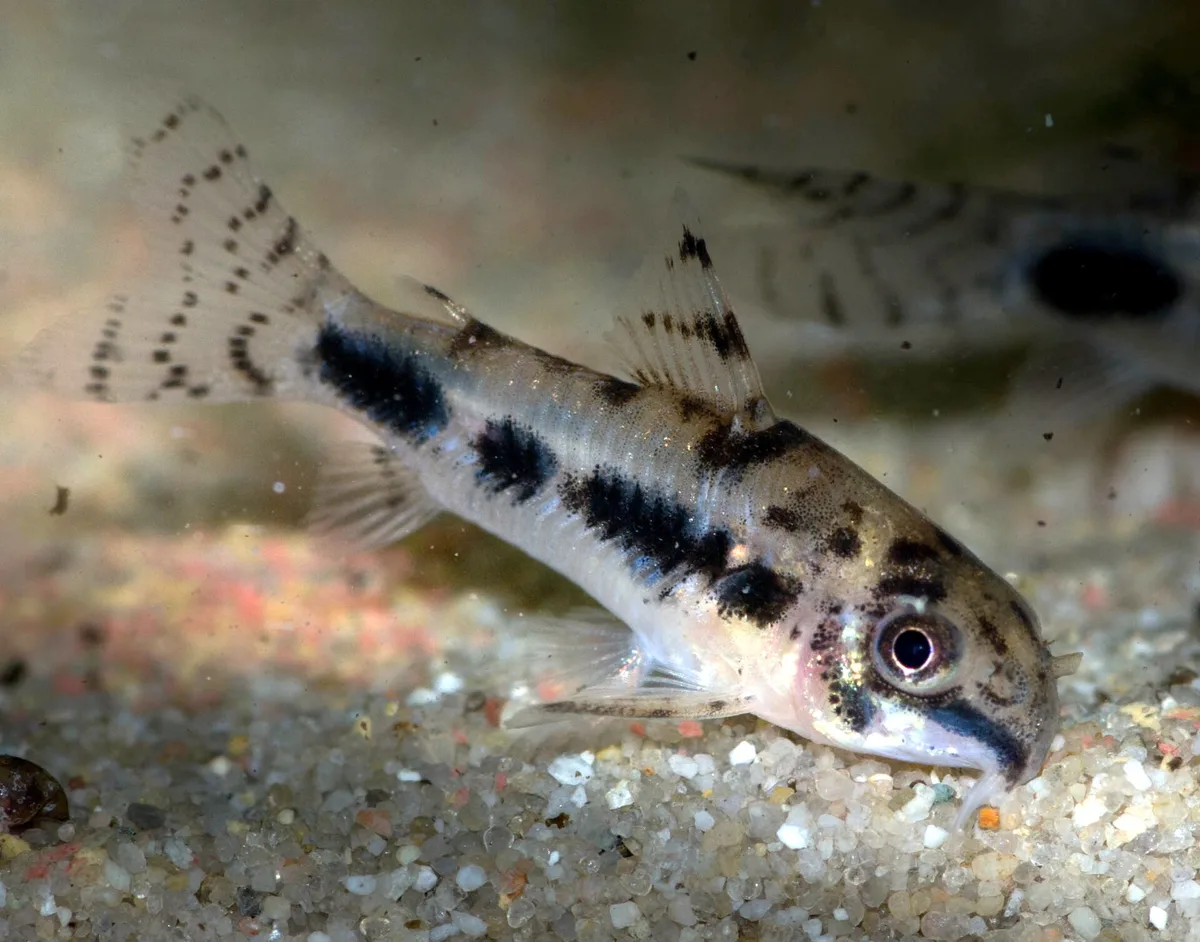Hoplisoma habrosum van schuin opzij op grind, met donkere vlekken op de flank, baarddraden en gestippelde staartvin