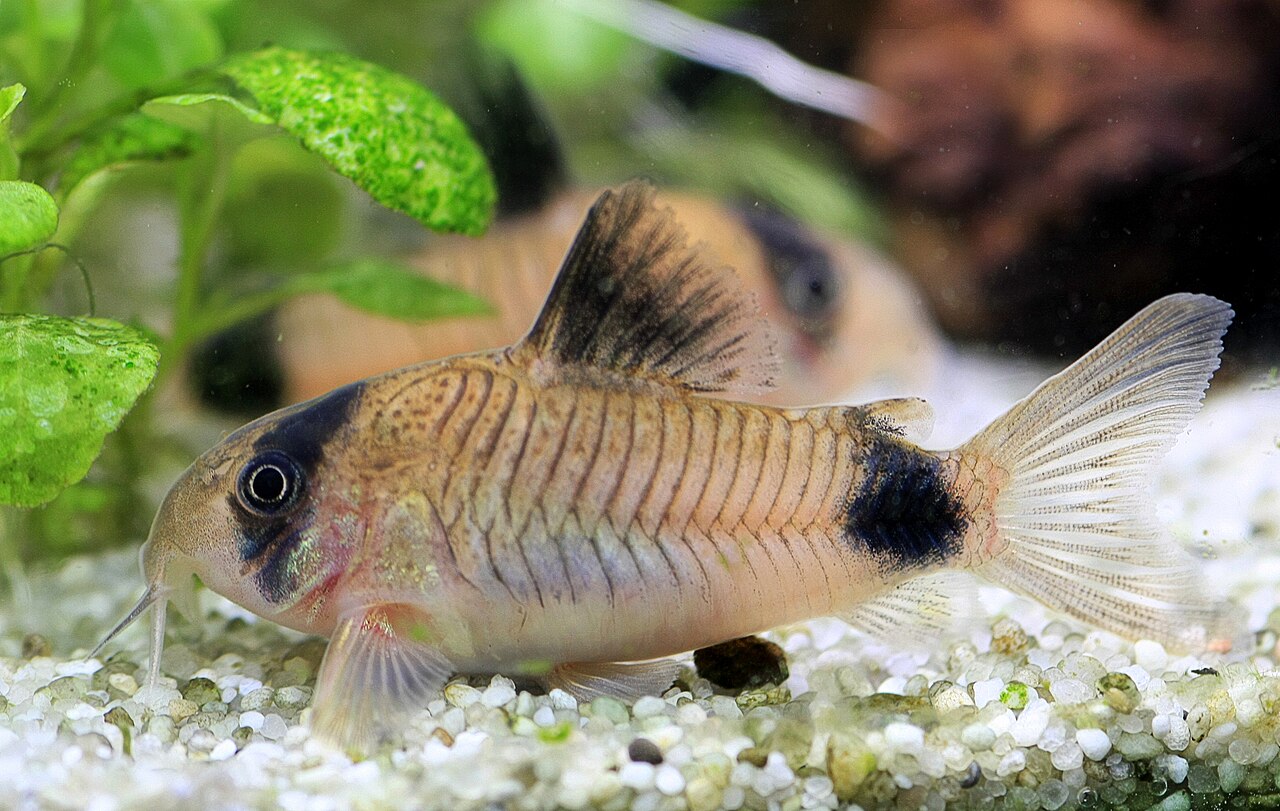 Pandapantsermeerval (Hoplisoma panda) van opzij op een lichte aquariumbodem, met een zwart oogmasker, donkere rugvin en zwarte vlek bij de staartwortel.