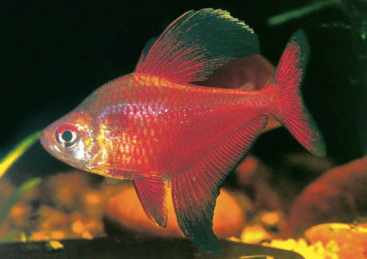 Hyphessobrycon jackrobertsi, mannetje in het aquarium: dieprood lichaam met een lange, sikkelvormige rugvin en donkere vinpunten.
