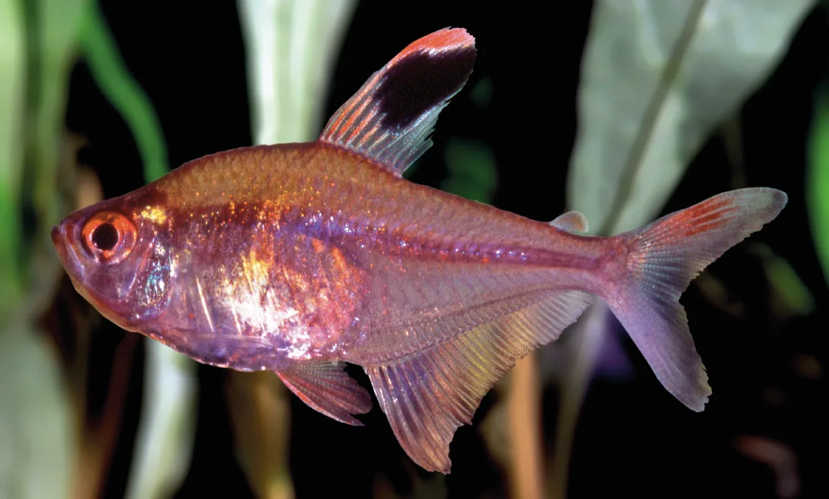 Hyphessobrycon paepkei, een rozerode tetra, zijdelings in het aquarium met de rode rugvin met zwarte vlek en rode staartlobben.
