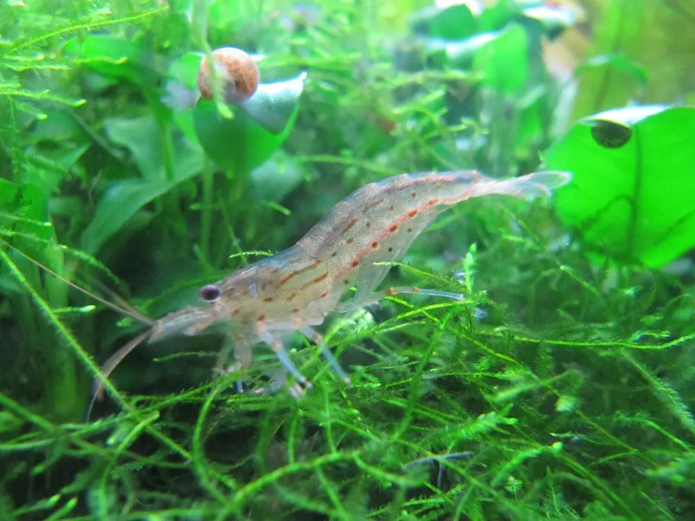 Een amanogarnaal en een slak tussen een dichte pluk javamos in een aquarium.