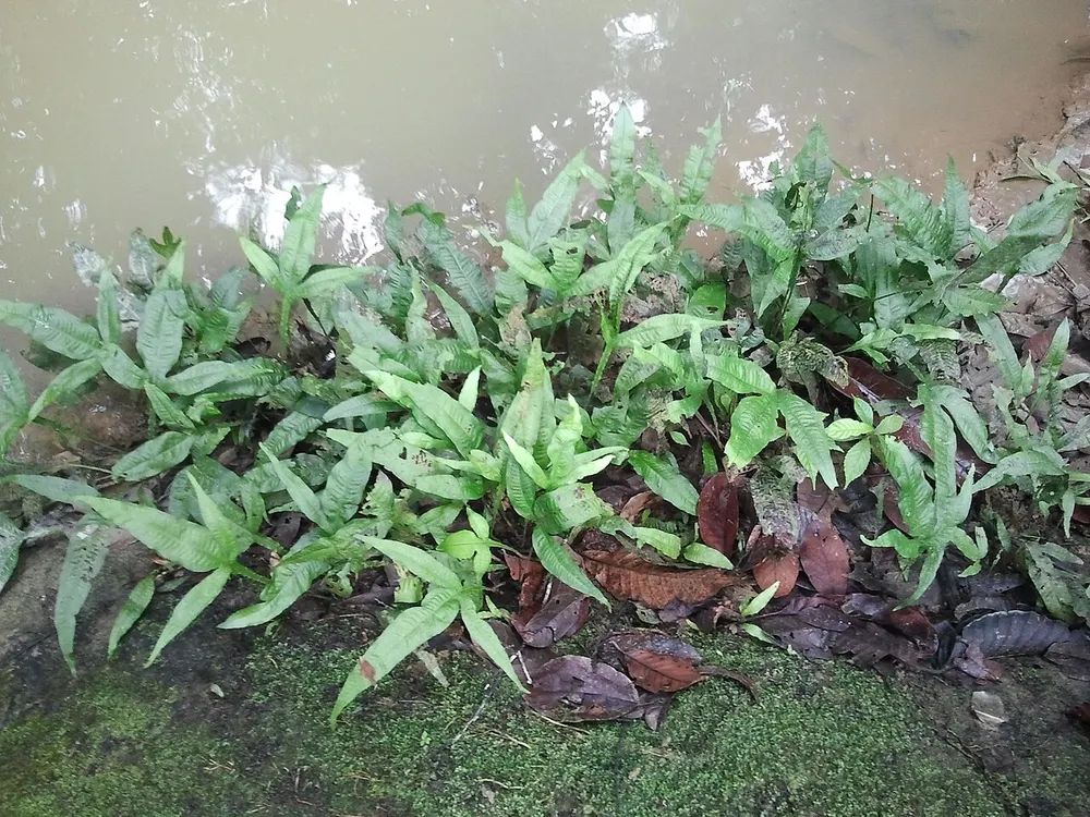 Javavaren die in het wild groeit op een begroeide, met bladafval bedekte oever in West-Maleisie, met de bladeren die rechtstreeks uit een kruipende wortelstok over de ondergrond komen.