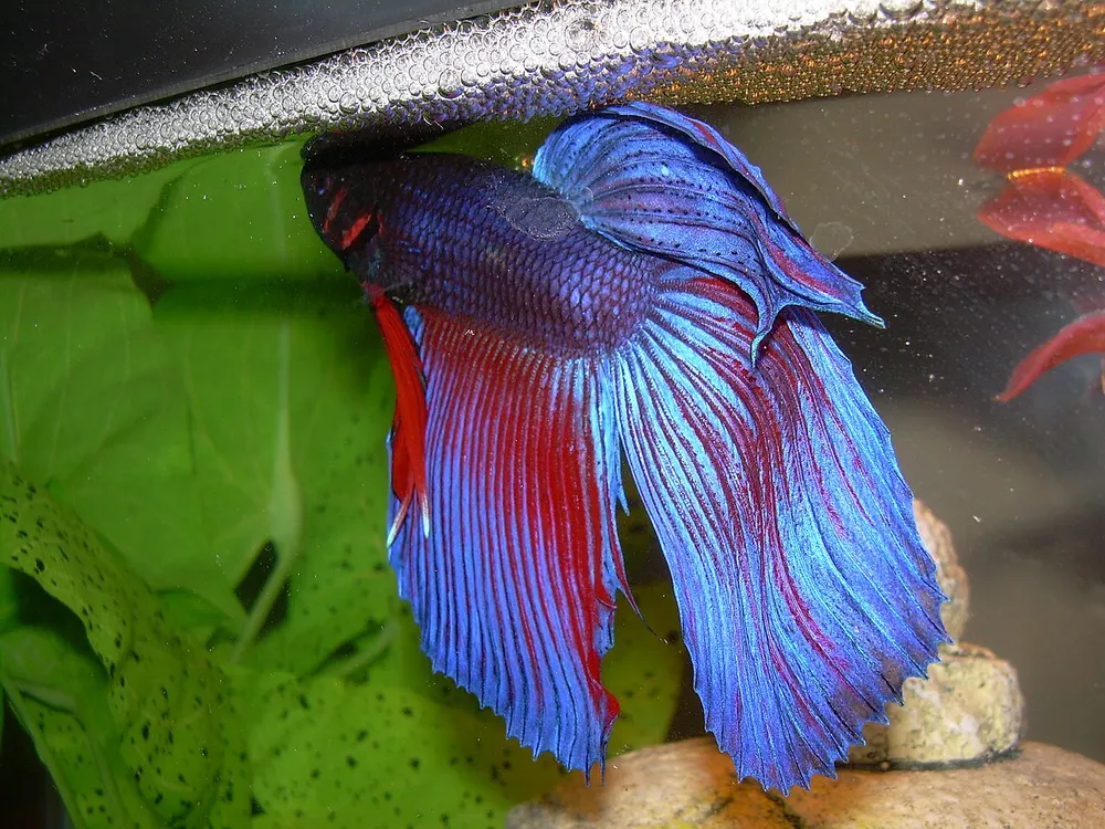 Rood met blauwe mannelijke kempvis vlak onder een schuimnest aan het wateroppervlak.