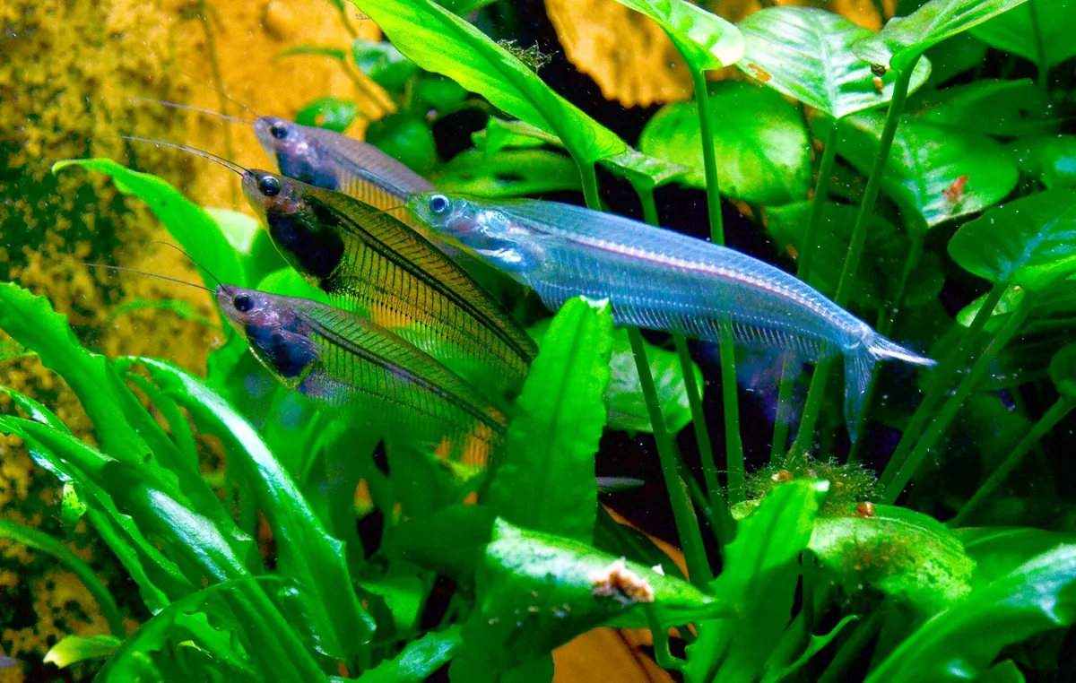 Glasmeervallen (Kryptopterus vitreolus) met lange baarddraden tussen groene aquariumplanten.