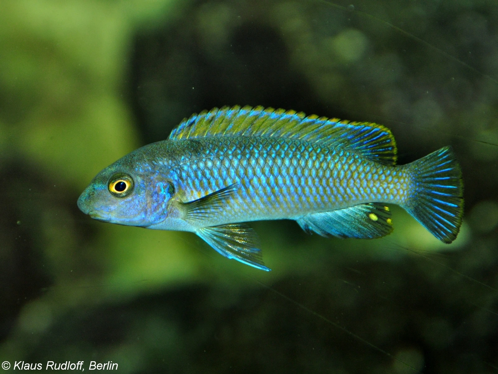 Labeotropheus trewavasae van opzij: een slanke blauwe mbuna met bronskleurige schubranden, een geelgerande rugvin en de afgeronde snuit die over de onderstandige bek hangt.