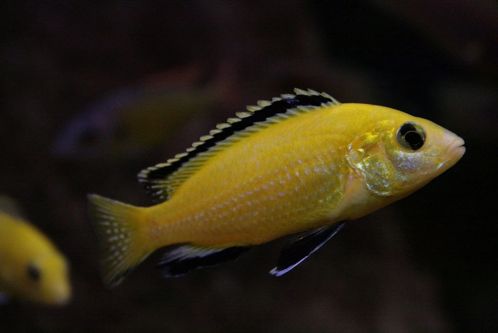 Labidochromis caeruleus: gele cichlide in de electric yellow-kleurvorm, met een zwarte band in de rugvin en zwarte buikvinnen met een witte voorrand, zwemmend in een donker aquarium.