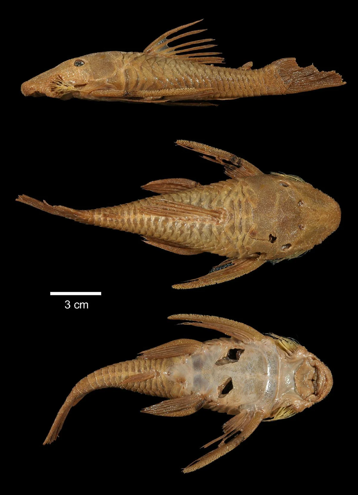 Het holotype van Lasiancistrus heteracanthus in zij-, rug- en buikaanzicht.