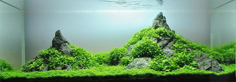Aquascape met een steenopbouw en dichte beplanting onder felle verlichting.