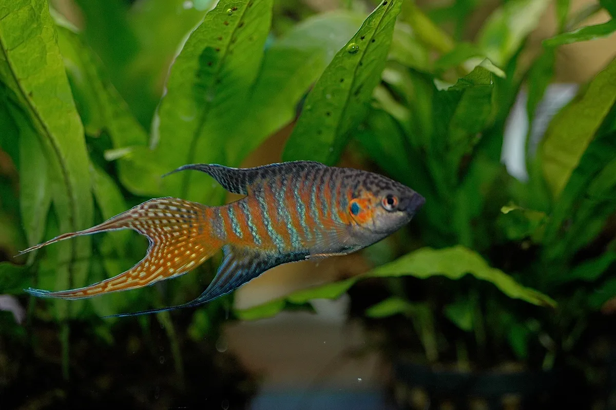 Mannelijke paradijsvis met oranje-blauwe dwarsbanden en lange, puntige rug-, aars- en staartvinnen tussen groene planten.