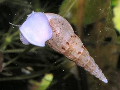 Maleisische torenslak met langgerekte, gevlekte schelp en lichte voet op het aquariumglas