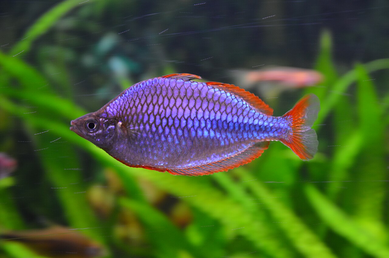 Diamantregenboogvis (Melanotaenia praecox) van opzij, met een hoge blauwviolette flank en rode vinranden, tegen onscherpe groene aquariumplanten.