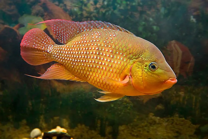 Mesoheros festae, volwassen man in het aquarium: een goudoranje cichlide met rijen parelmoerachtige stippen, rode vinnen en een forse kop met dikke lippen.