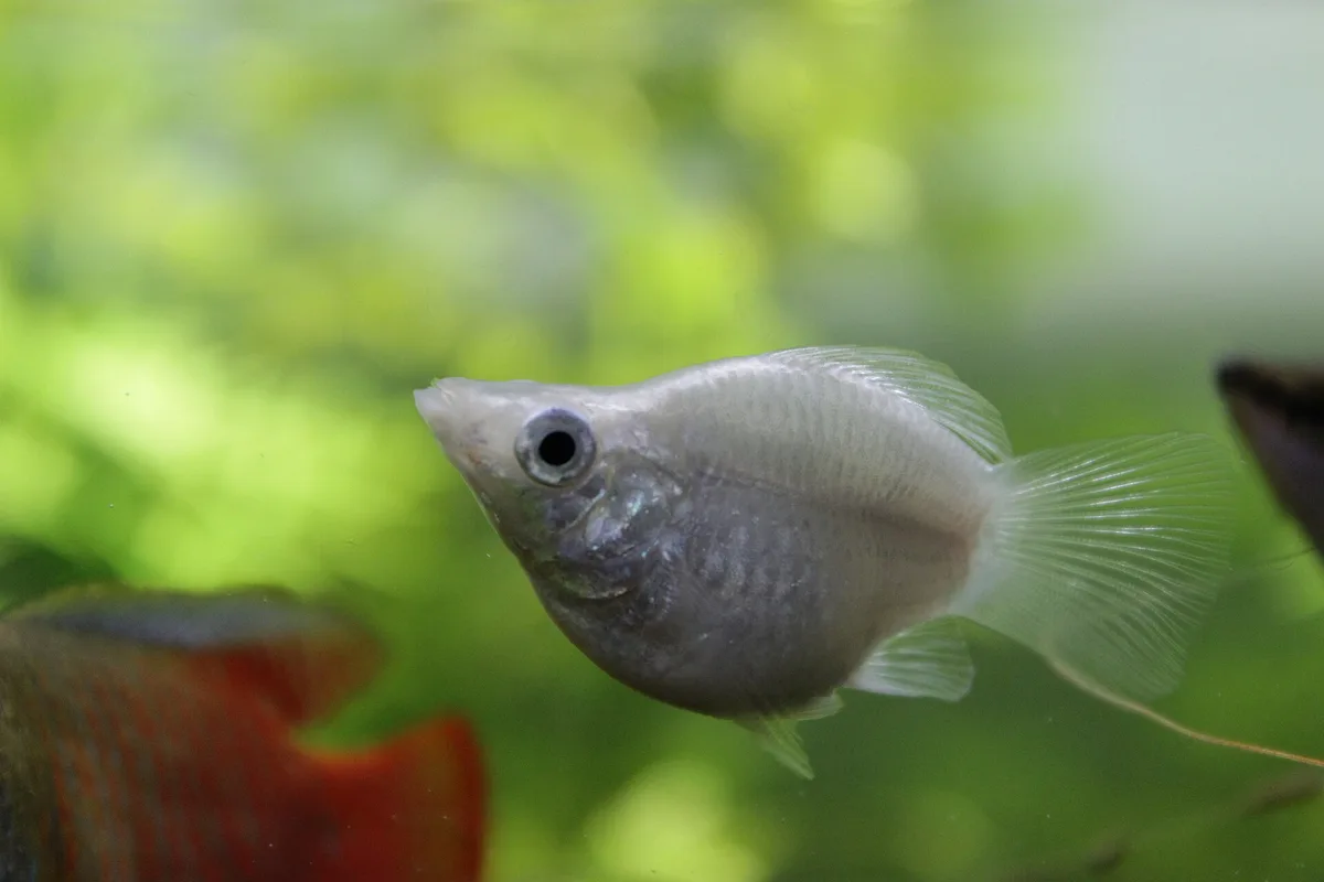 Witte ballonmolly met kort, rond lichaam in een beplant aquarium
