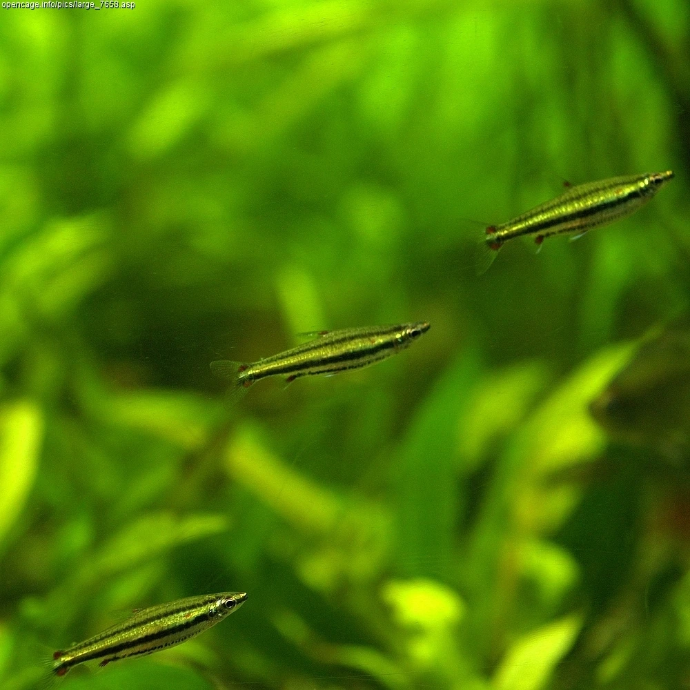 Nannostomus trifasciatus: drie slanke, langwerpige potloodvisjes met donkere horizontale strepen over de flank en een roodachtige tint achter de kieuwdeksel, zwemmend tussen groene waterplanten in een aquarium.