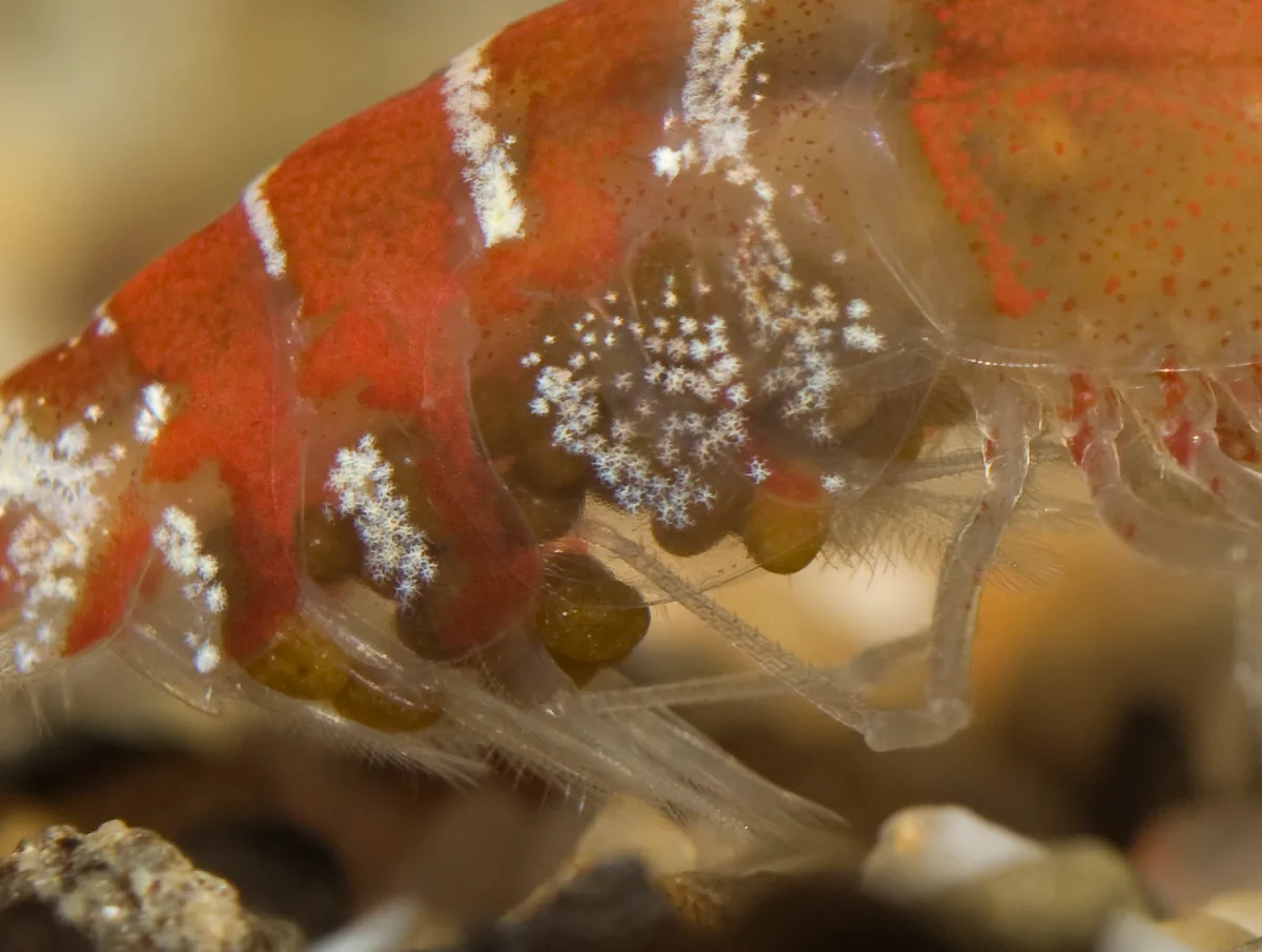 Close-up van een rode Neocaridina met ronde eitjes onder het achterlijf tussen de zwempootjes.