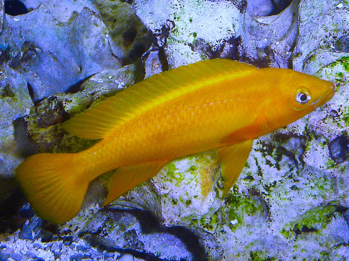 Neolamprologus leleupi: een slanke, citroengele cichlide in zijaanzicht, zwemmend langs grijs rotsdecor in een aquarium.