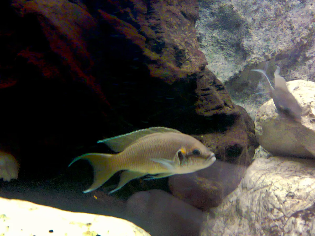 Beige Neolamprologus pulcher met liervormige staart tussen rotsen