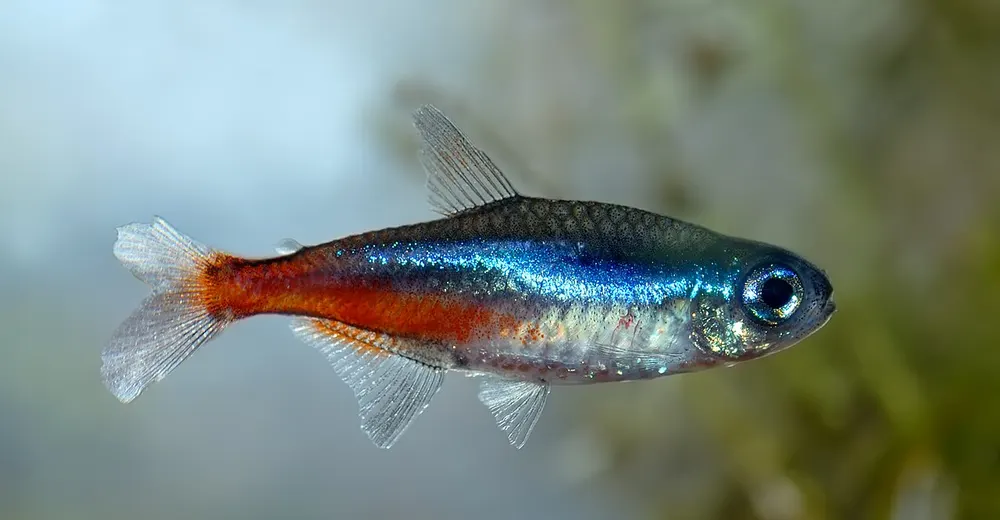 Neontetra van opzij, met de lichtblauwe lengtestreep en de rode band op de achterste lichaamshelft.