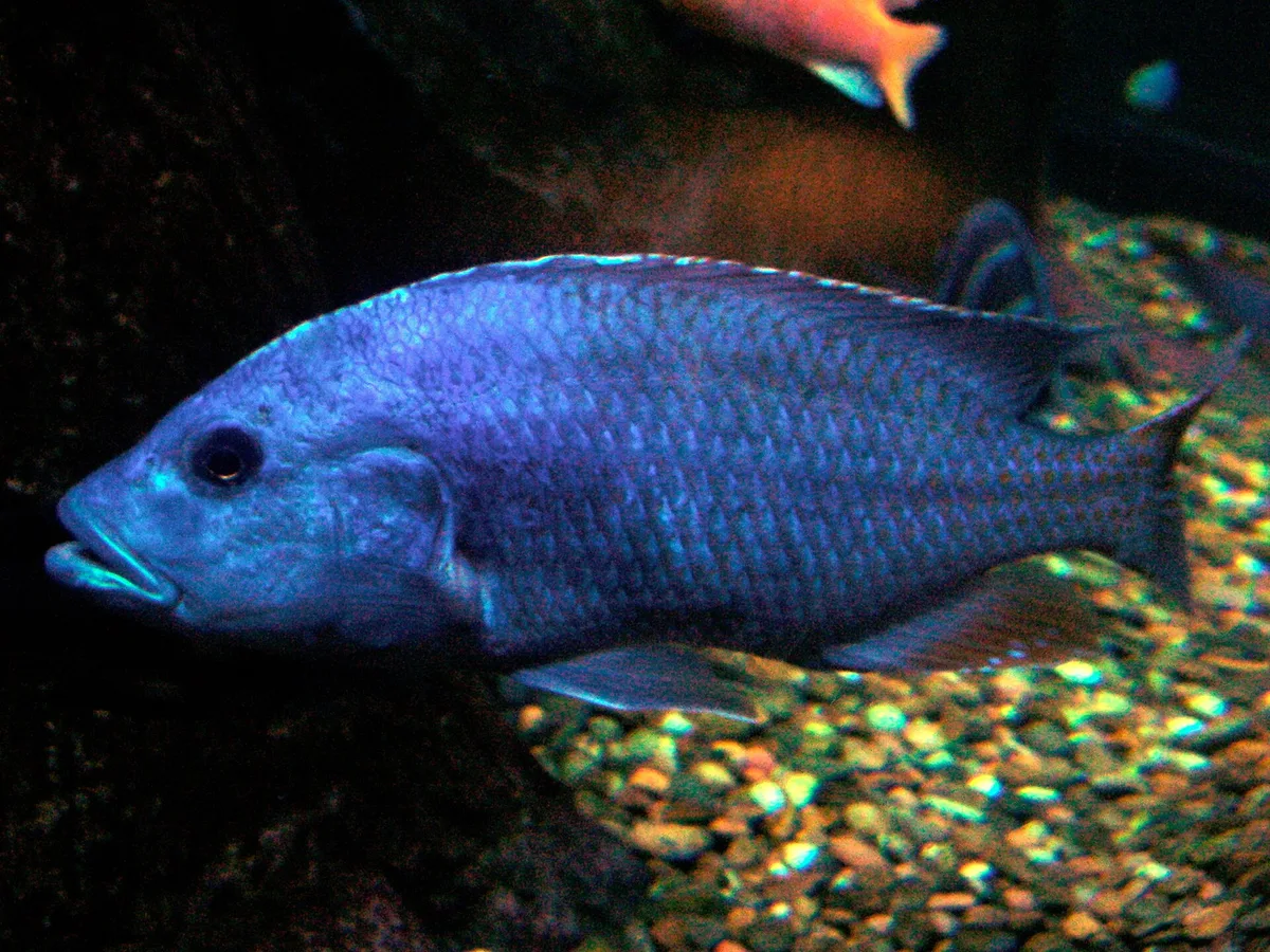 Nimbochromis fuscotaeniatus, mannetje in blauw paaikleed, van opzij gezien boven een grindbodem in een aquarium.