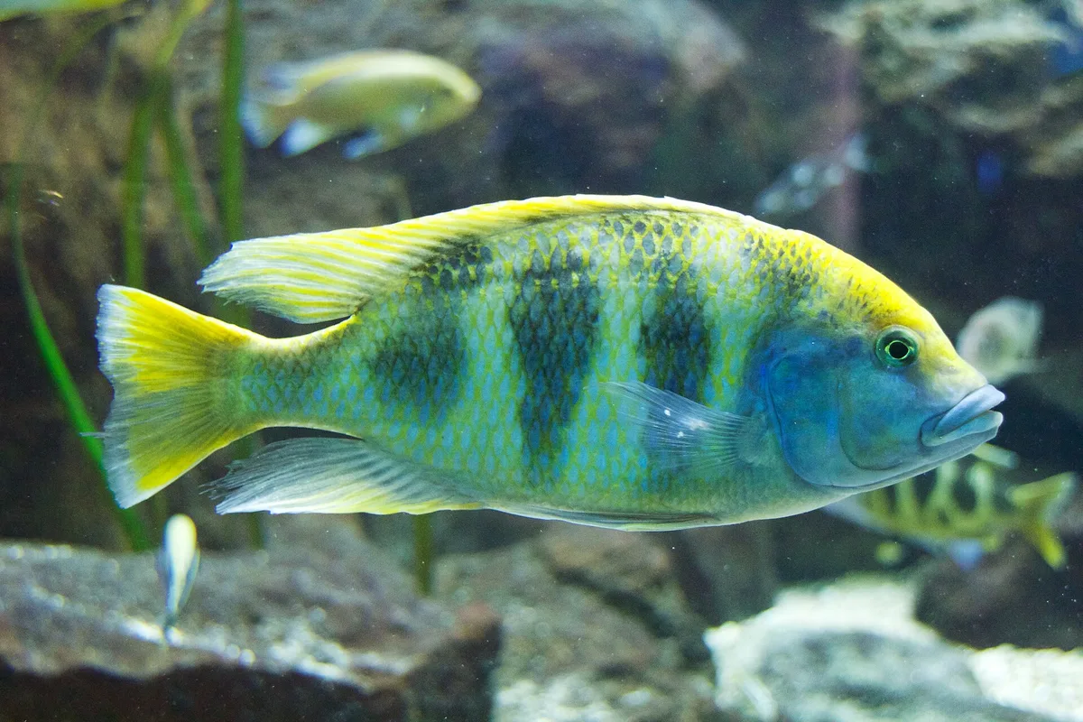 Nimbochromis venustus (giraffecichlide) in zijaanzicht: blauw gezicht, geel voorhoofd en gele rugvin, en een geelgroen lijf met grote donkere vlekken als bij een giraffe.