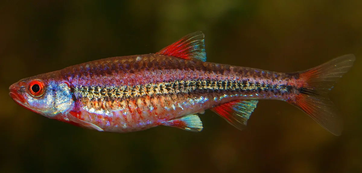Notropis chrosomus, mannetje in paaikleed met roze-paarse flanken, een zilveren lengtestreep met zwarte stippen en rode vinnen met blauwwitte toppen, in een aquarium.