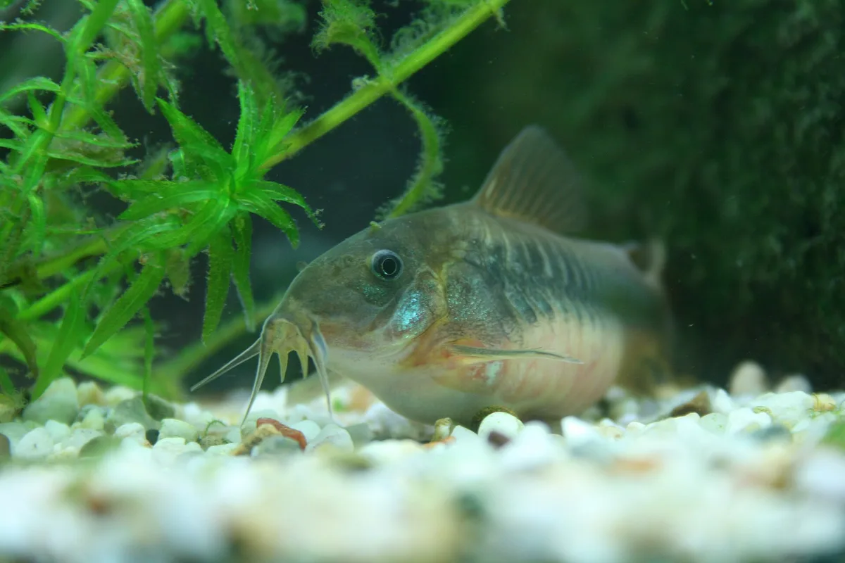 Bronzen pantsermeerval op lichte kiezels tussen planten, met glanzende flank en lange baarddraden