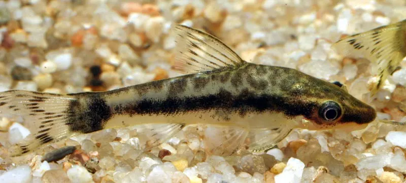Otocinclus van opzij op een lichte bodem, met de donkere lengtestreep over de flank.