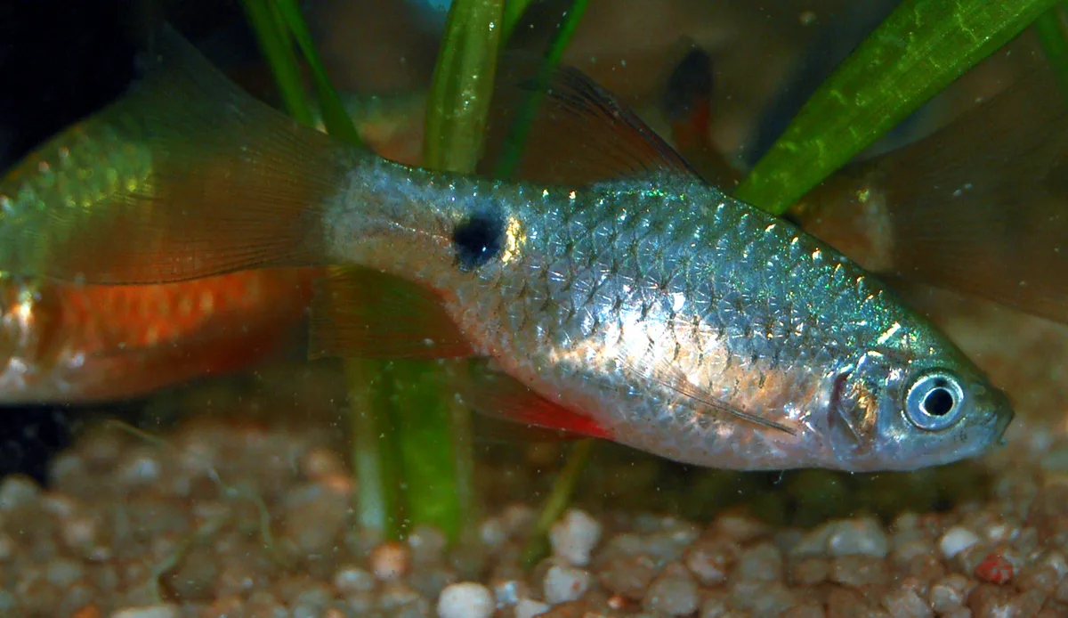 Zilvergroene prachtbarbeel met een donkere vlek bij de staartbasis, tussen aquariumplanten.
